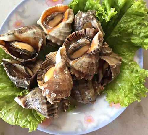 東港海螺