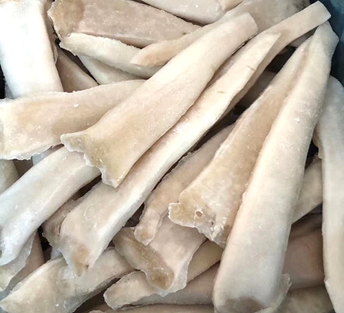 廣州象拔蚌