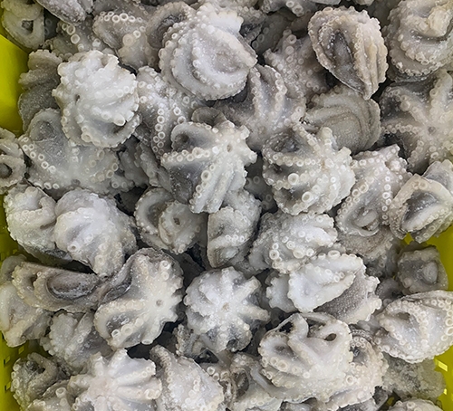 廣州八抓魚
